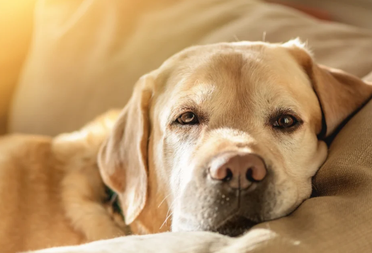 狗狗毛囊炎会复发吗？ 