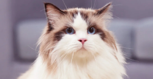 幼猫发出嗡嗡嗡像马达的声音 