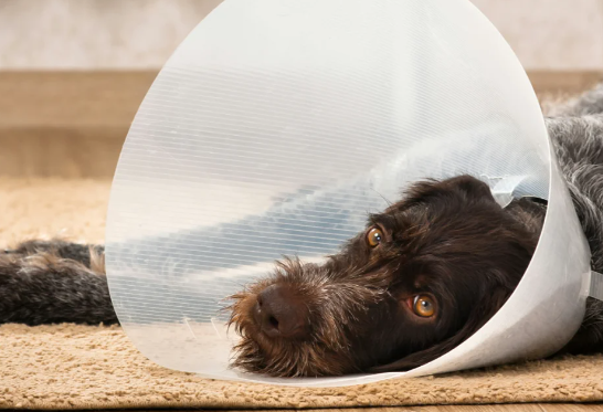 狗狗眼屎多是什么原因 